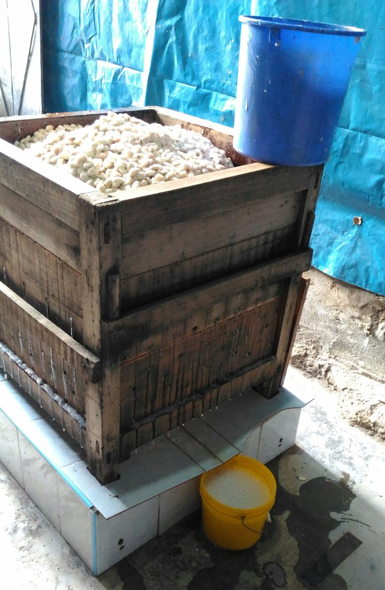 MaranonChoc's tweet photo. Getting miel de #cacao from the pre-fermentation juicer boxes. World's most delicious thing to drink? We say yes https://t.co/fiKTSYQENJ