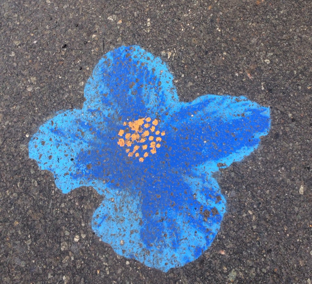TromsMuseum's tweet photo. Om du ser og følger denne vakre blå valmuesøster kommer du til Tromsø Arktiske-Alpine Botaniske Hage @TromsMuseum https://t.co/upu4sKDwR4