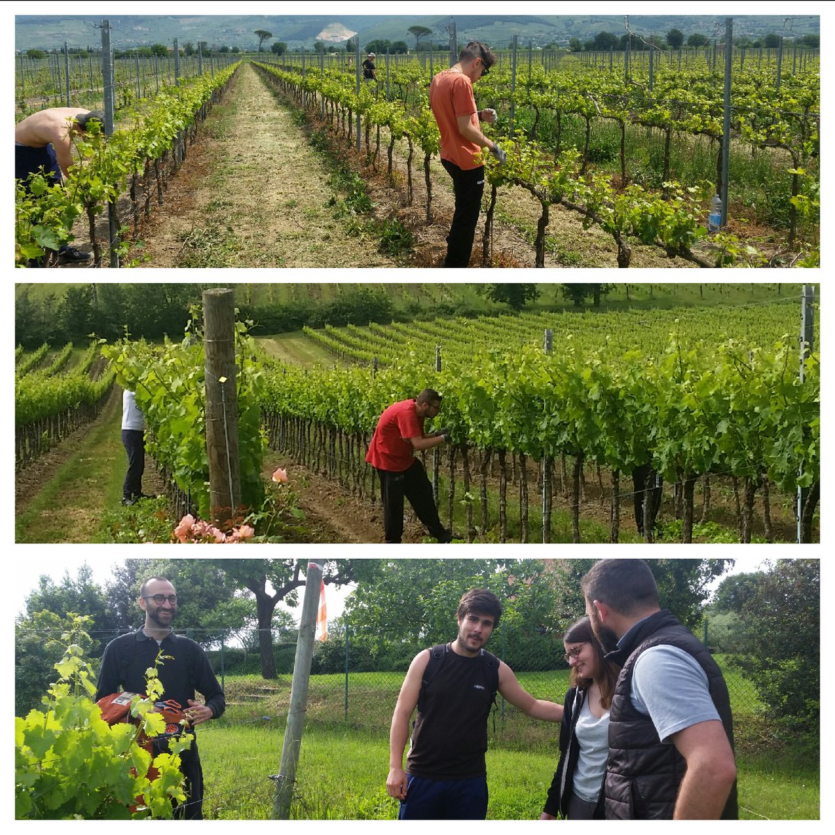 leafsrl's tweet photo. Prova gestione verde cantine @Sagrantino @MyMontefalco15 #ITSAgroalimentare Umbria @FormazioneSFCU #innovativa https://t.co/kbic5oEnKX