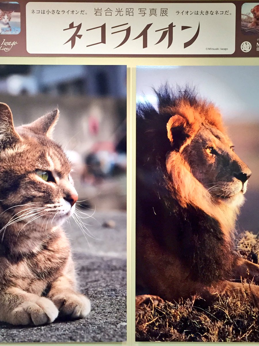 小栗まこ Su Twitter 岩合光昭写真展 ネコライオン 日本橋三越 ネコとライオンが同じポーズ 日影で涼んだり 子供を遊ばせたり 木に登ったり 初日から賑わってました グッズの数もすごいです 両面で柄の違うポーチ購入 Bura Bi Now