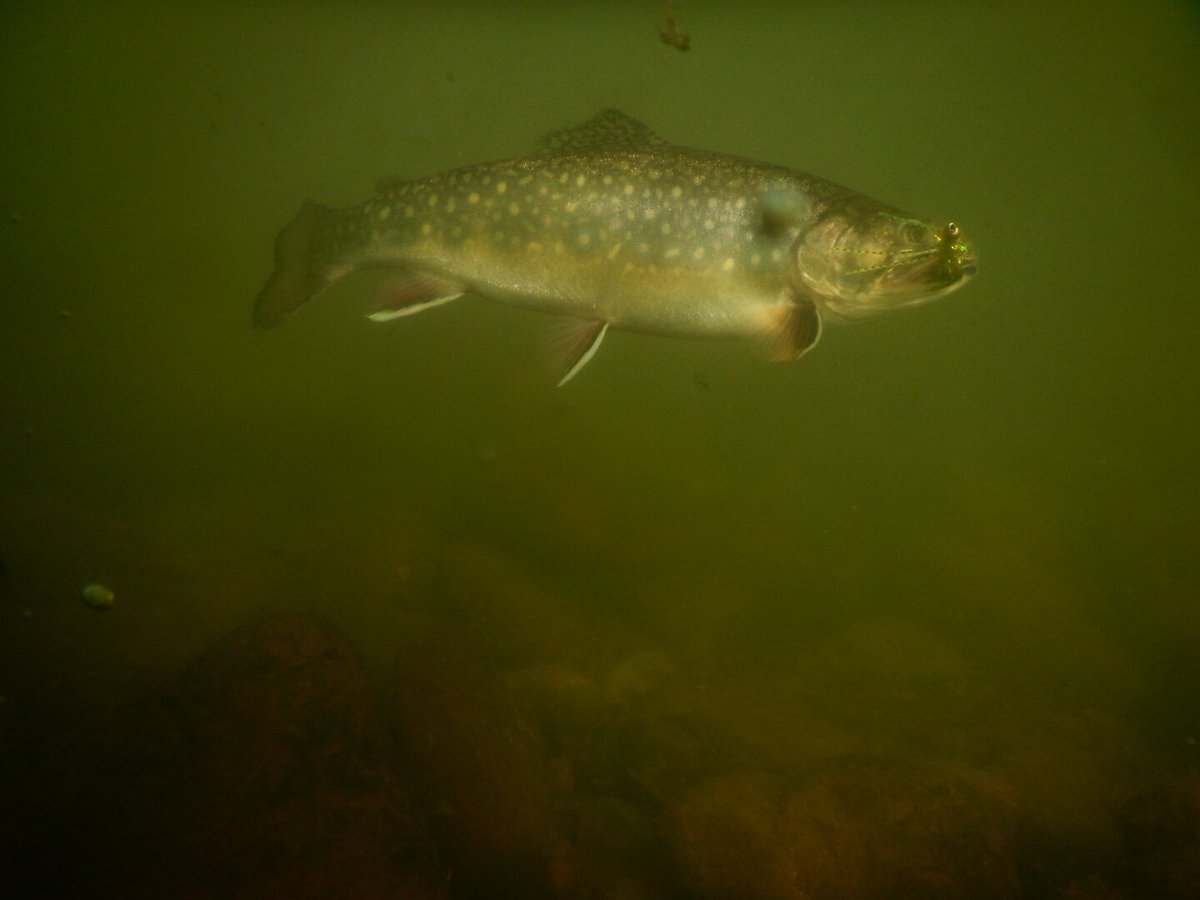 TimRobinsin's tweet image. Trout love lavender. Buy Donna's Lavender soap. #keystoneflyguides #naturaloils #soap #lavender