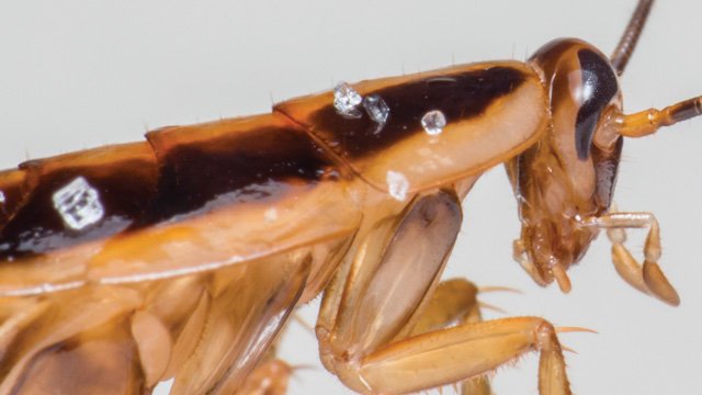 TheScientistLLC's tweet image. On directional #magnetoreception in cockroaches bit.ly/1TWmlY1