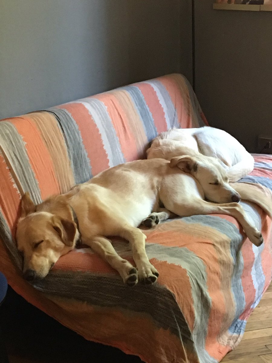 MarinaPerzy's tweet photo. La dolcezza ..#cani #animali #amicifedeli se penso che c'è gente che li abbandona ..qui sono in un ufficio .. https://t.co/Vg3XlsSmMM