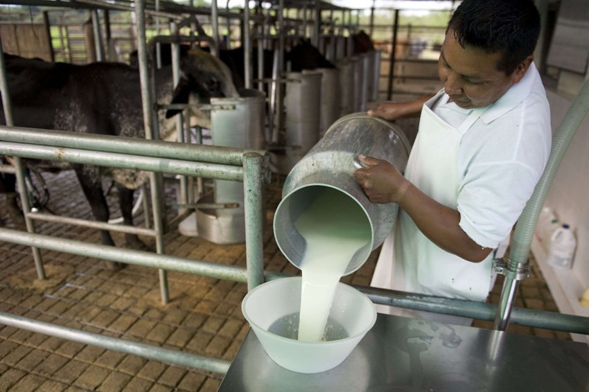 el_carabobeno's tweet photo. Sundee fijó el precio del litro de leche pasteurizada en Bs. 355,15 #Economía https://t.co/jBMWFLz0So https://t.co/8zKXqAGvj8
