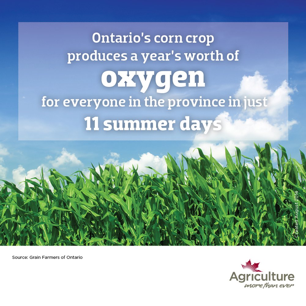 #corn makes great food, but also clean air! love this #fact from @AgMoreThanEver <a href="/GoodinGrain/">Good in Every Grain</a>