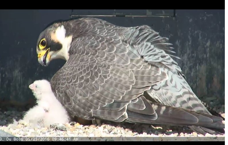 DuBoisFalcons's tweet photo. Mom and chick pics #DuBoisFalcons https://t.co/x1QBB0hk3p