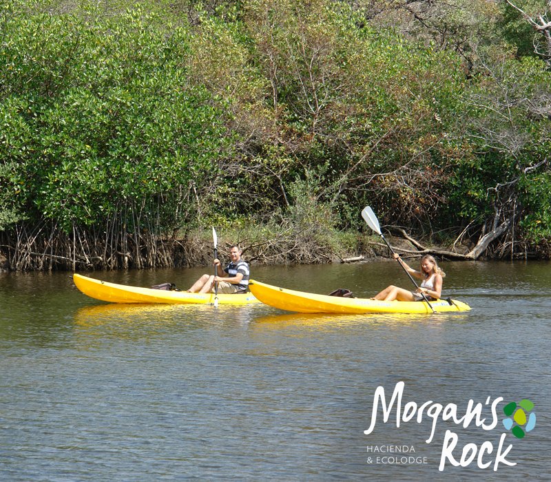 This is our mangrove kayaking experience at the green and beautiful jungle that surrounds it.