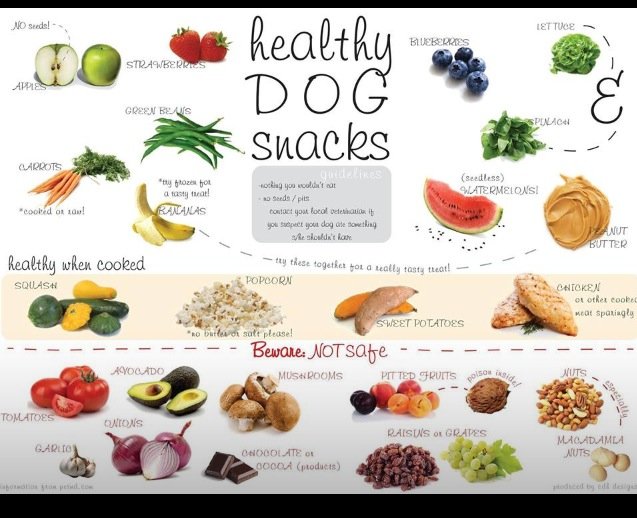 SpadinaVet (@spadinavet) on Twitter photo 