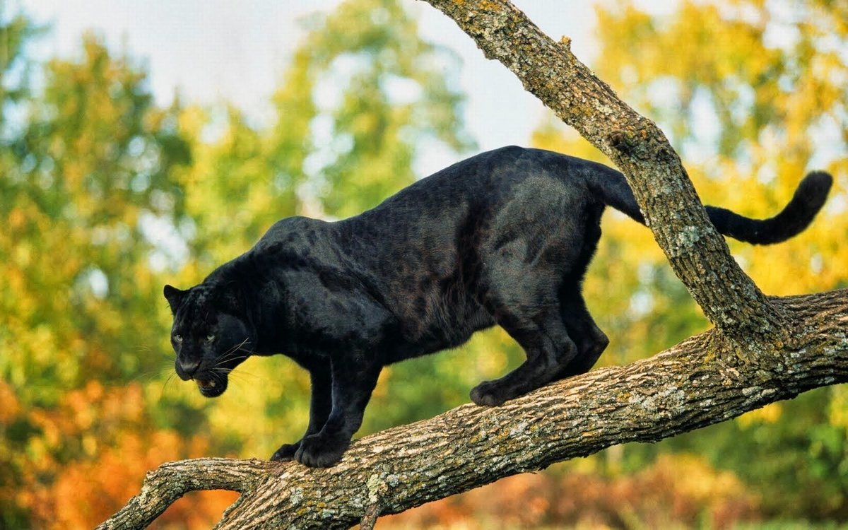 DesdeChiapas's tweet photo. ¿Sabías que la pantera negra es en realidad un jaguar melánico?
#DesdeChiapas #SabiasQue
https://t.co/ZMHTgt7Lgp https://t.co/cfHf298ijf