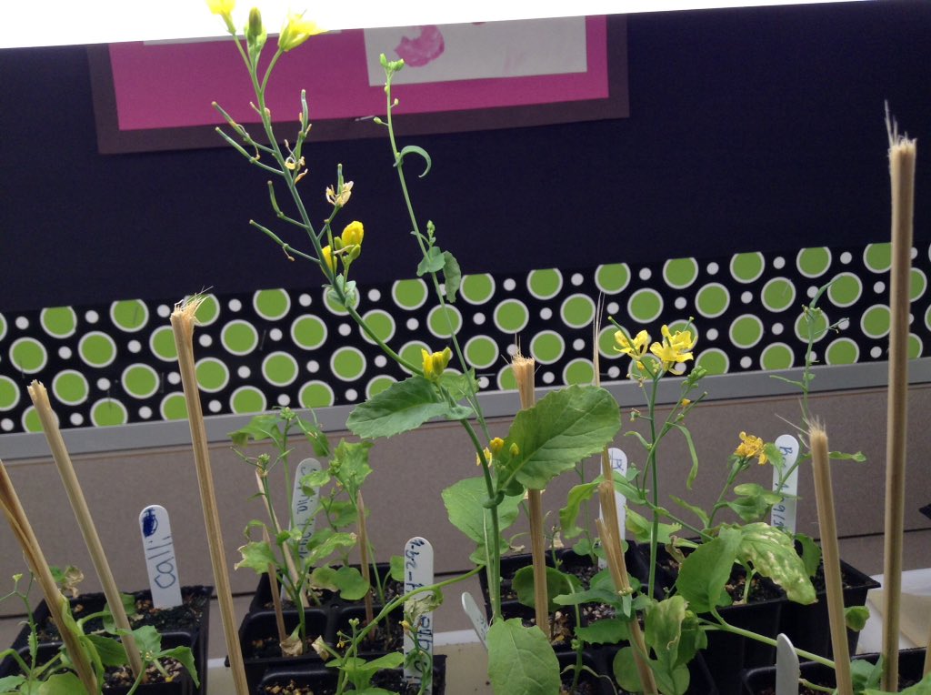 grayskiddos's tweet photo. Plants are still growing good!🌼🌱 https://t.co/73hy9in9JA