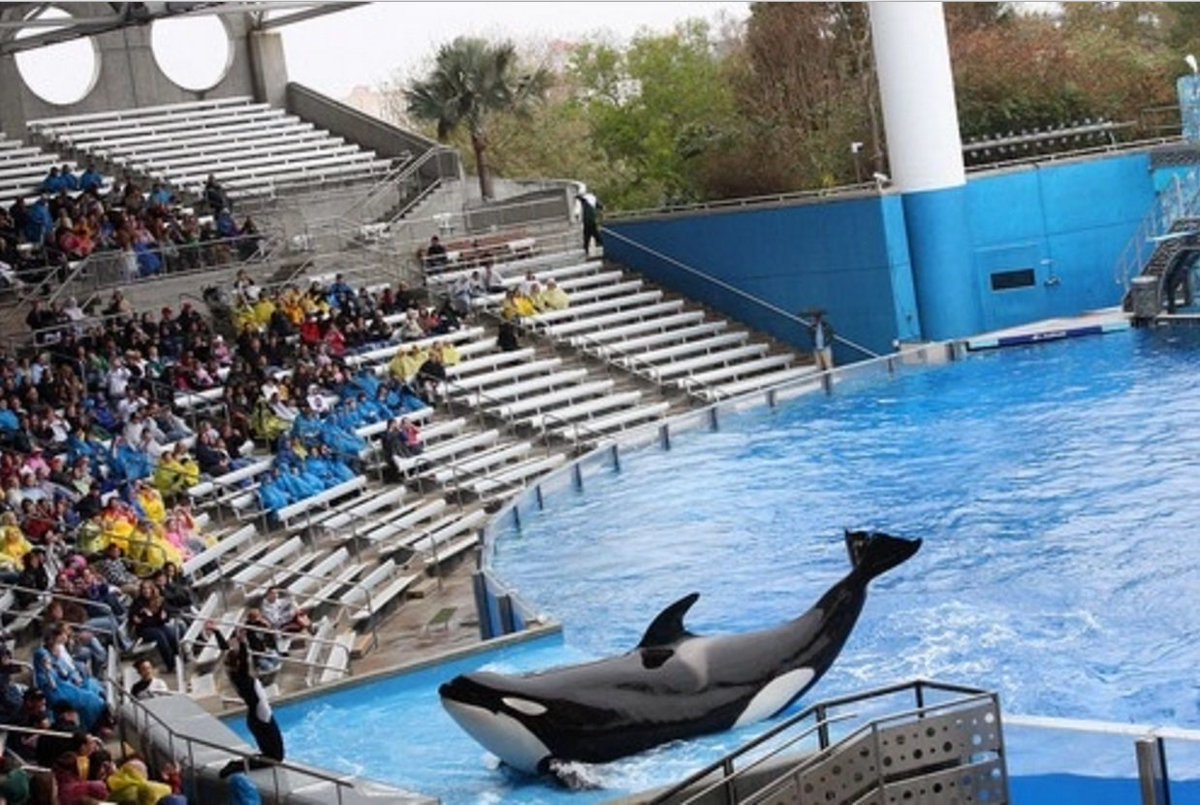 Quad_Finn's tweet image. Good News: @SeaWorld is the Worst Performing Park in North America sandiegouniontribune.com/news/2016/may/… #Blackfish