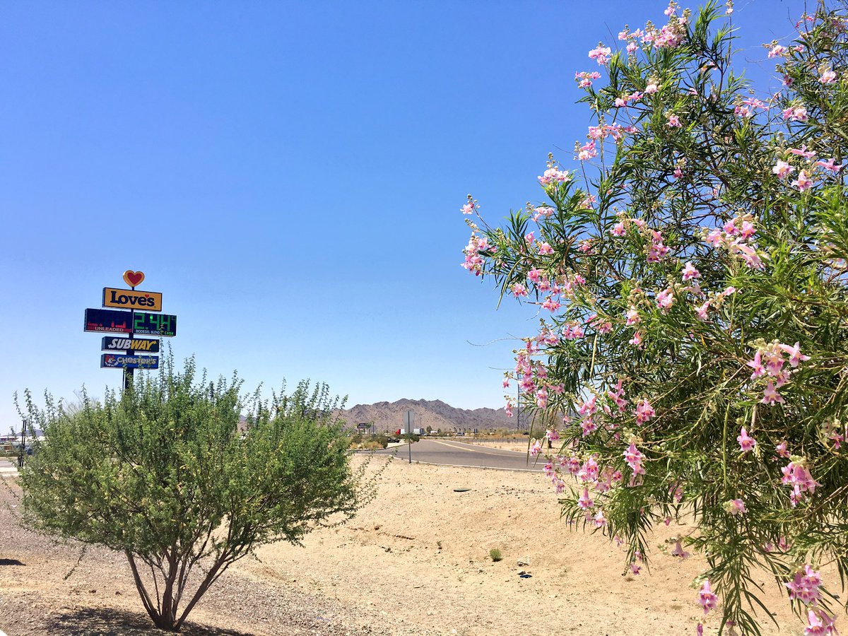 dannybavaro's tweet photo. It's 84Β° and slightly breezy in #Quartzsite, Arizona. Is #Quartzsite trending on Twitter yet? #abc15 #abcwx https://t.co/xIHa0V1A1D