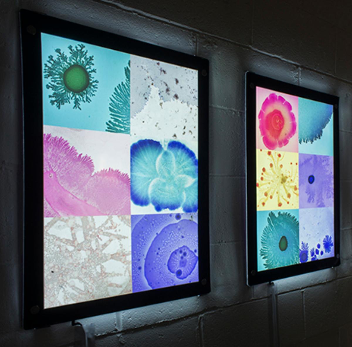 mediamatic's tweet photo. Bacteria can be beautiful to see! https://t.co/WvuL3JhNrJ https://t.co/tk12pFRjOk