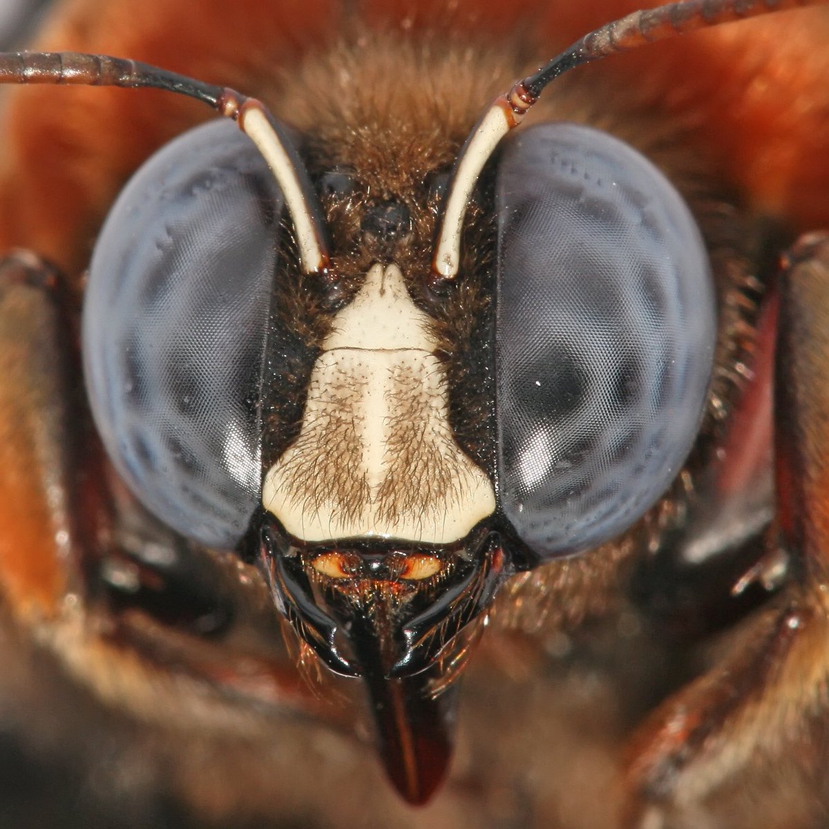 2BScientific's tweet photo. @ajr595 @britishbee we promise to 'bee' correct next time we use the word bees' #westandcorrected https://t.co/Agcb2lyHUI