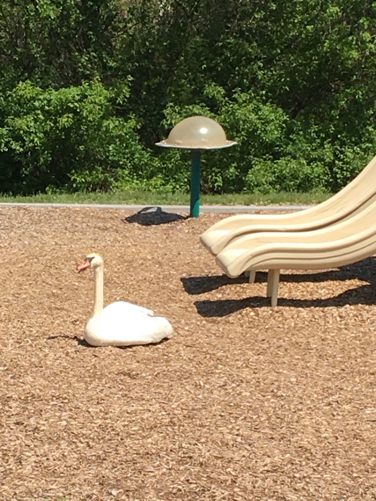 Even swans want in on our PYP Learning! <a href="/LonePineSchool/">Lone Pine Elementary</a> <a href="/MaryHillberry/">Mary Hillberry</a>