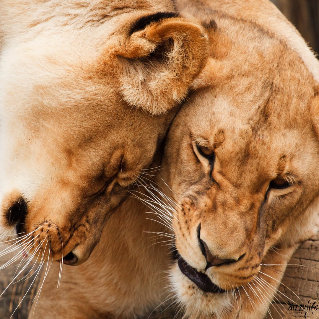 Dizzylife_Ret's tweet photo. Join us on a safari in South Africa! #wanderlustwednesday #dizzyliferetreats #safari https://t.co/s2s5VeoAnA https://t.co/5lWv9RfwWy