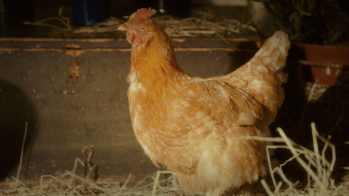 ChickWandaMovie's tweet photo. Watch @ChickWandaMovie's world premiere screening @ 7:45 June 2nd. Tickets here https://t.co/g64EylWyqw https://t.co/TromrdF4C5
