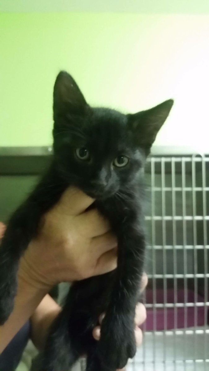 8 week old blanket needs a home! Come get her today!#CatsOfTwitter #adopt #kitties