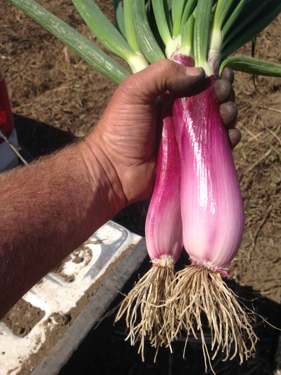 farmbox's tweet image. Mark Carpenter just sent this picture of this torpedo onion being picked! Feautred this week ow.ly/tYYs300zW6u