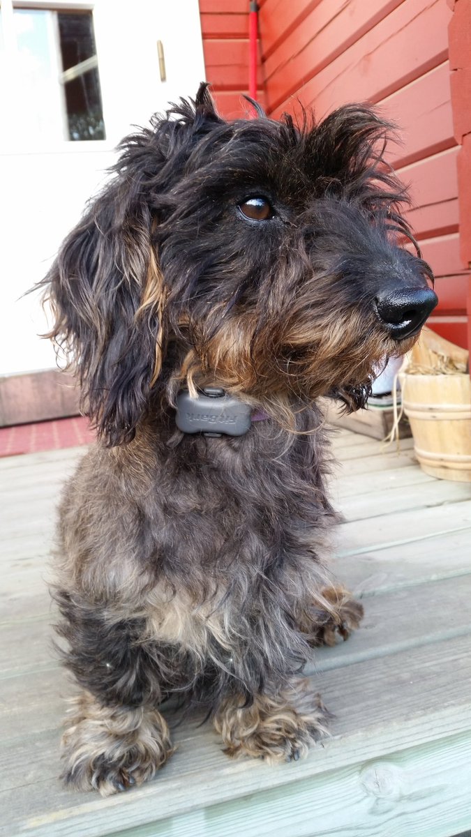 HelgaHeide's tweet photo. #fitbark #dogactivitymonitor #dachshund https://t.co/81O5wrgRwW
