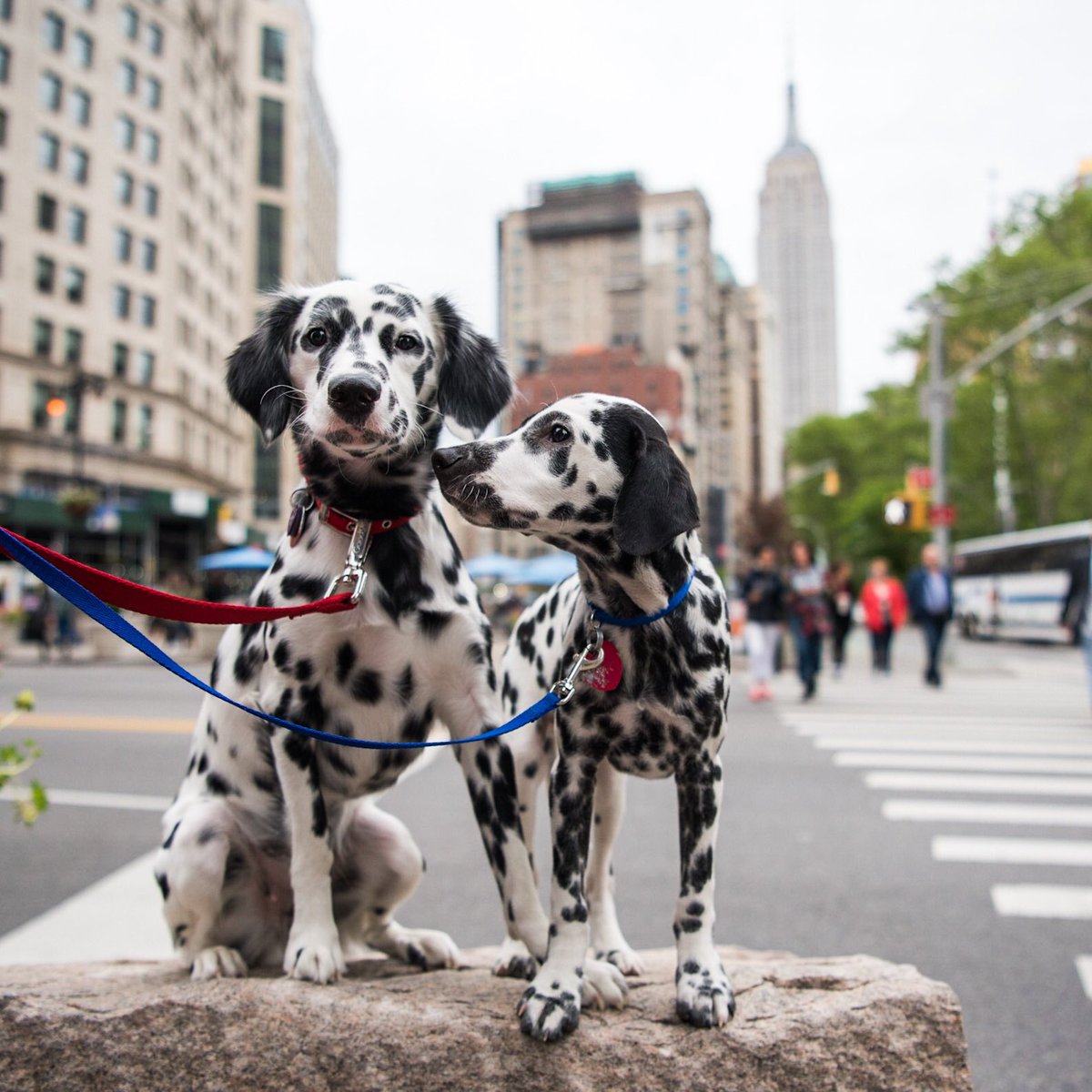 mini dalmatians