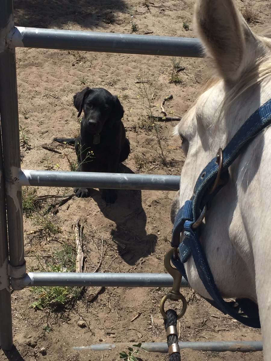 PutEmUpLabs's tweet photo. #Axel ringside training with Luna the horse and learning to sot and stay on outside of arena https://t.co/W0QOQyfPp7
