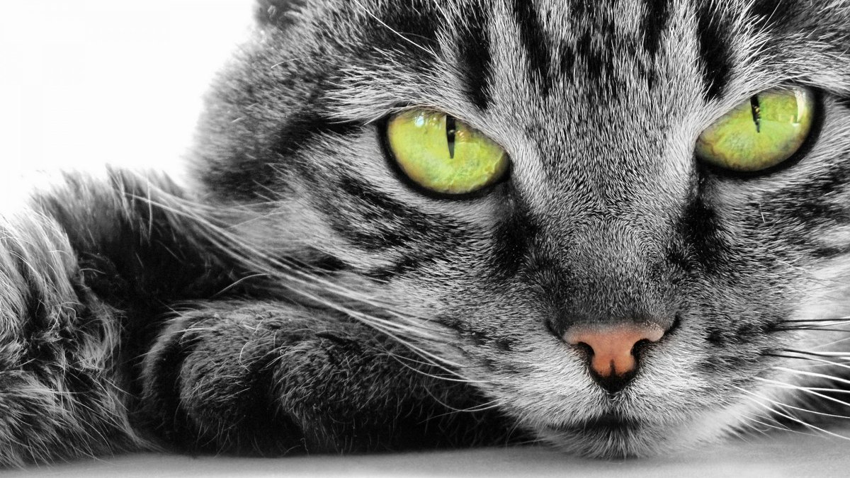 ciao .............<a href="/pigimura/">cicciomura</a>