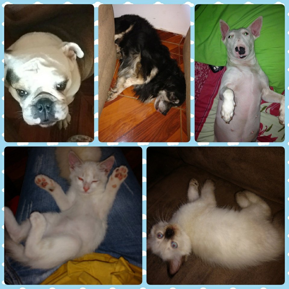 nazkary22's tweet photo. #Jasky #Mateo #Vianka #Ágata #Dante Mis Amores #ILovethem 🐕🐩🐈 https://t.co/t7doXIexa8