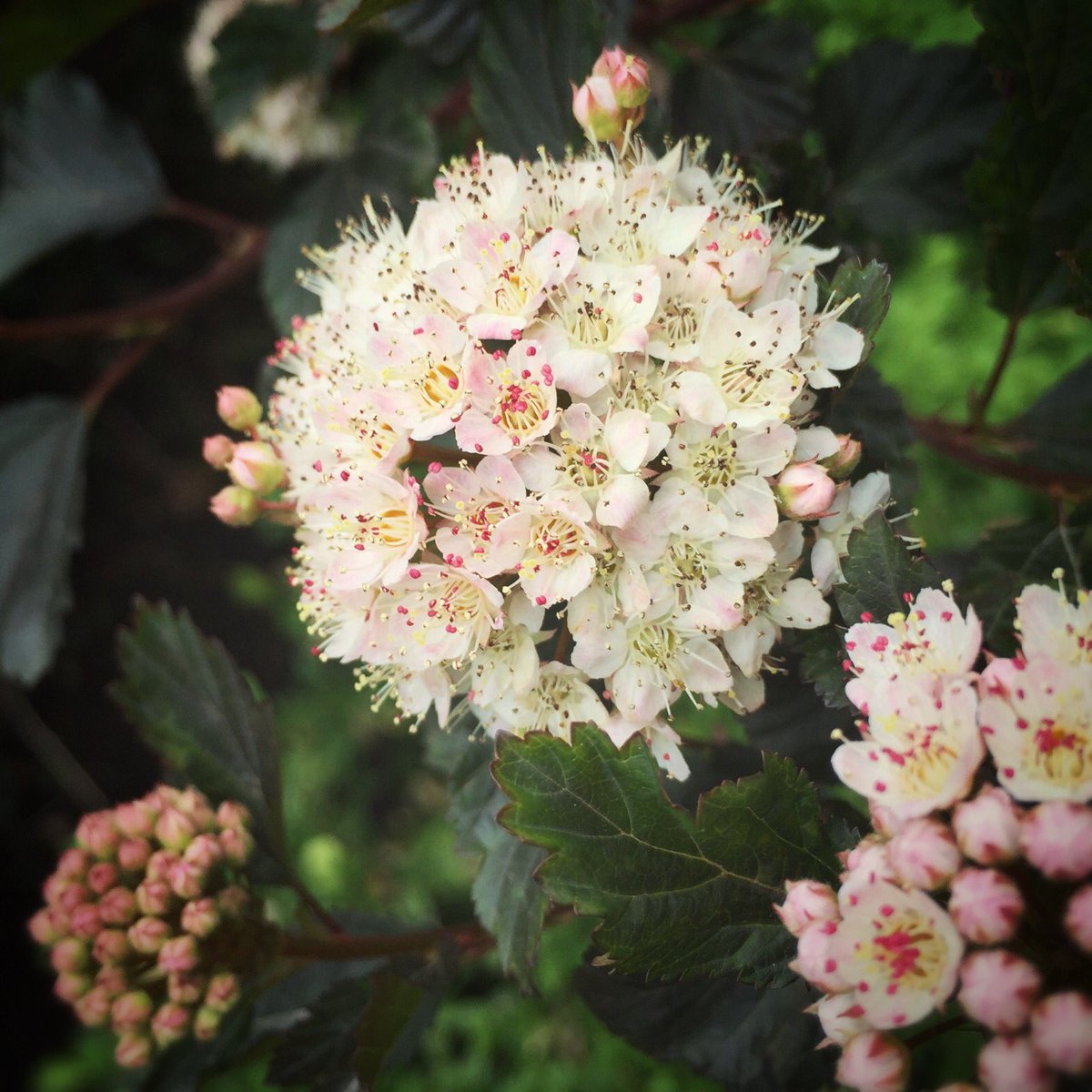 Physocarpus opulifolius (Atlantic ninebark) - insect and disease-resistant. #flower #shrub #gardening