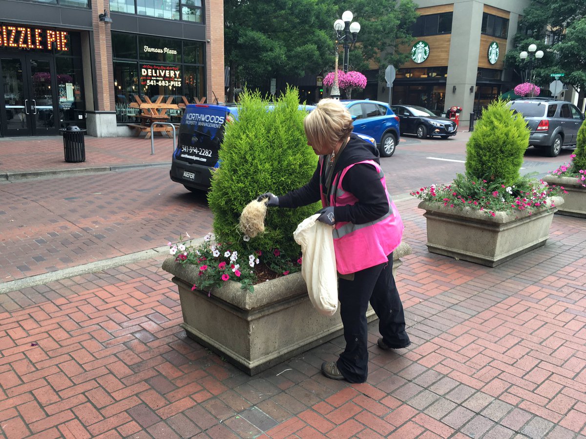 <a href="/cityofeugene/">City of Eugene</a> releasing ladybugs &amp; green lace wings to keep the plants &amp; flowers downtown healthy <a href="/KEZI9/">KEZI 9 NEWS</a>