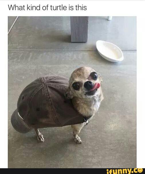 MensHumor's tweet photo. Anyone know what kind of turtle this is? https://t.co/jirWEbo5WM