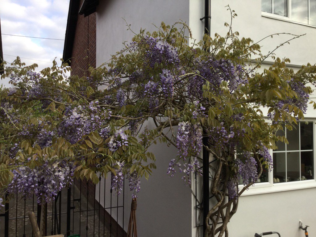 tesswatts15's tweet image. So pleased to see this wisteria in bloom #firstspring #newhome