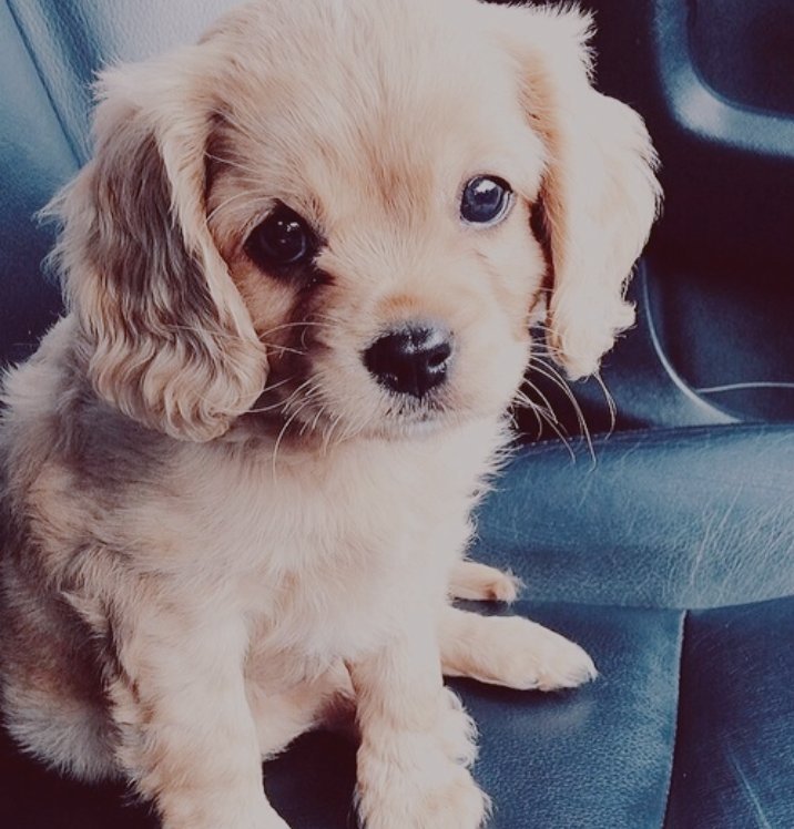 aiiidaventura's tweet photo. El primer que faré quan tingui casa.
#cocker #putxi 😻😻😻😻 https://t.co/wPq6pJFMZx