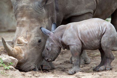 monde_biodi's tweet image. Massacrés massivement pour leurs cornes, 80 rhinocéros seront transférés en Australie pour éviter leur disparition.