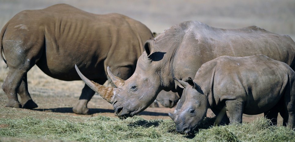 monde_biodi's tweet image. Massacrés massivement pour leurs cornes, 80 rhinocéros seront transférés en Australie pour éviter leur disparition.