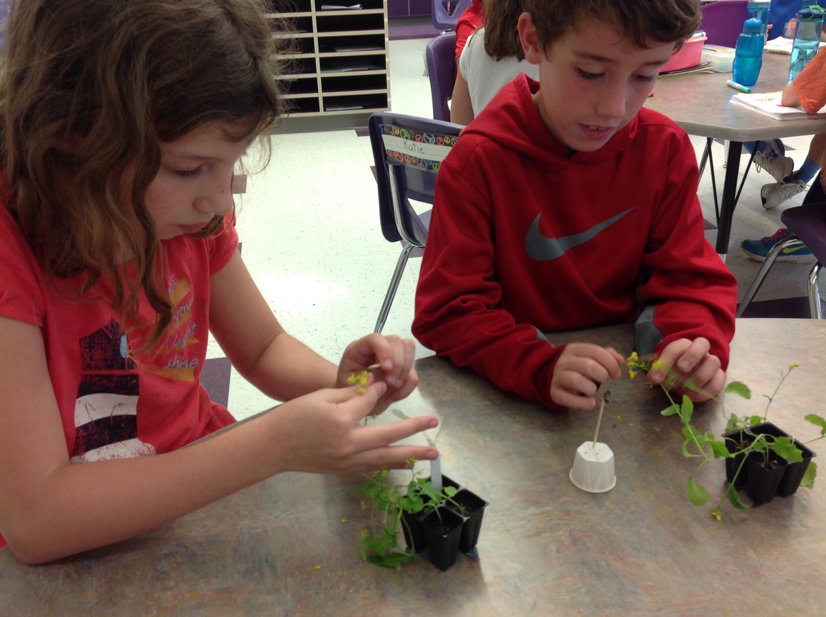 3rdgeckos's tweet photo. Pollinating plants with the bee sticks we created yesterday #makingseeds https://t.co/CkP5GJ2A0d