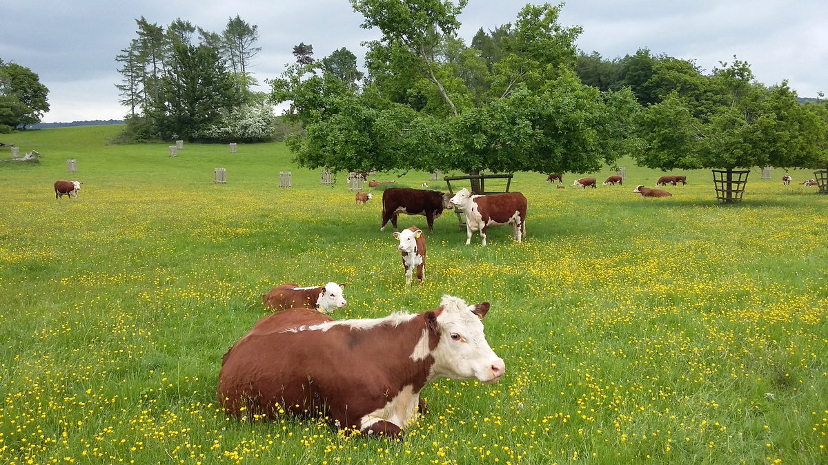 Pasture For Life tweet media