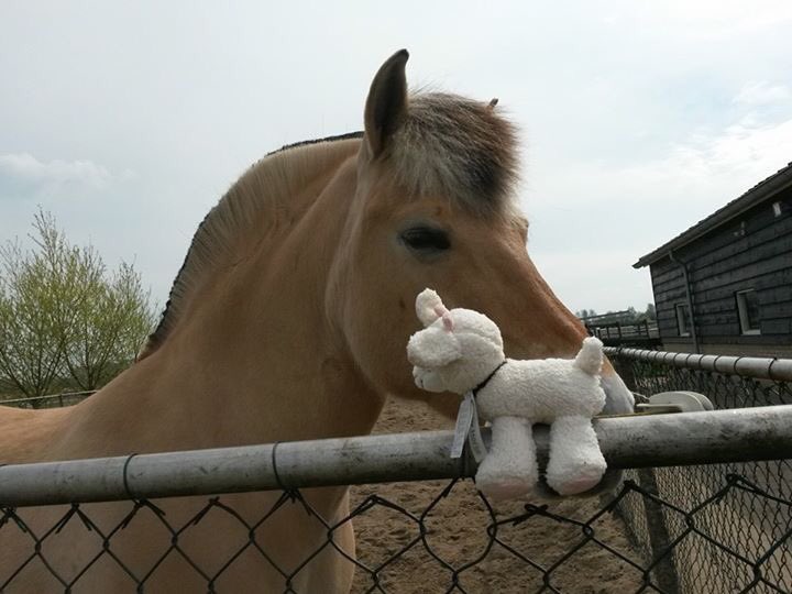 Zaterdag fjorden sportwedstrijden op #dekleineduiker. Indrukwekkend en mooi om naar te kijken.