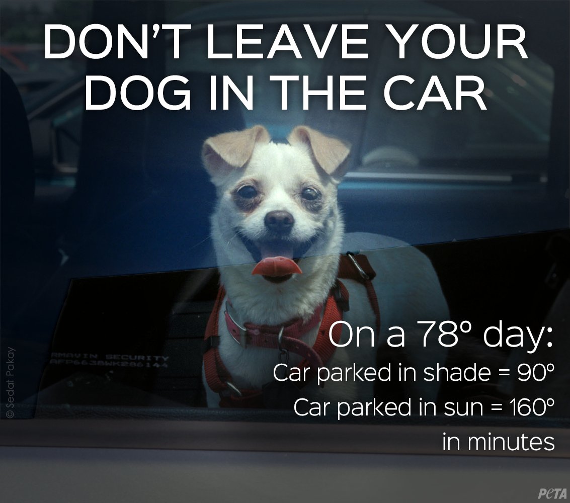 How Long Should You Leave A Dog In A Car