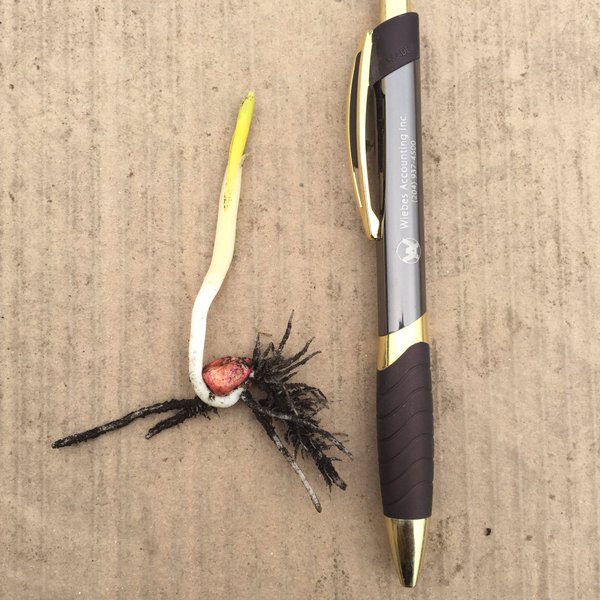 PioneerSeedsCA's tweet photo. RT @jeremyandres22 Some #P7202AM just starting to find daylight #plant16 #Westcdnag https://t.co/qVHJdbQENB https://t.co/JvIxnB1qMA