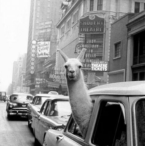 Beep, beep -- we're headed to Bar Carlo!