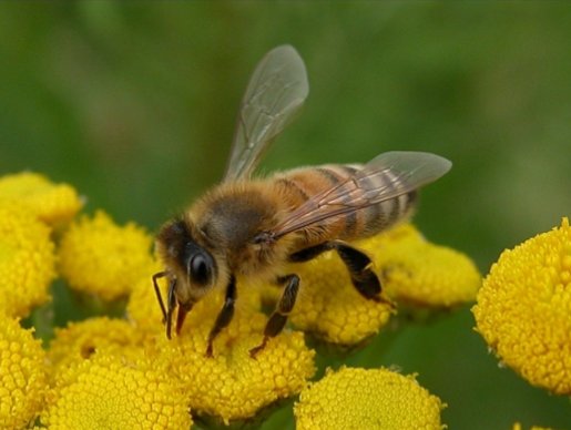 Bloemen voor #bijen #inhetgroenewoud, ism <a href="/food4bees/">Stichting Food4Bees</a> hetgroenewoud.com/actueel/nieuws…
