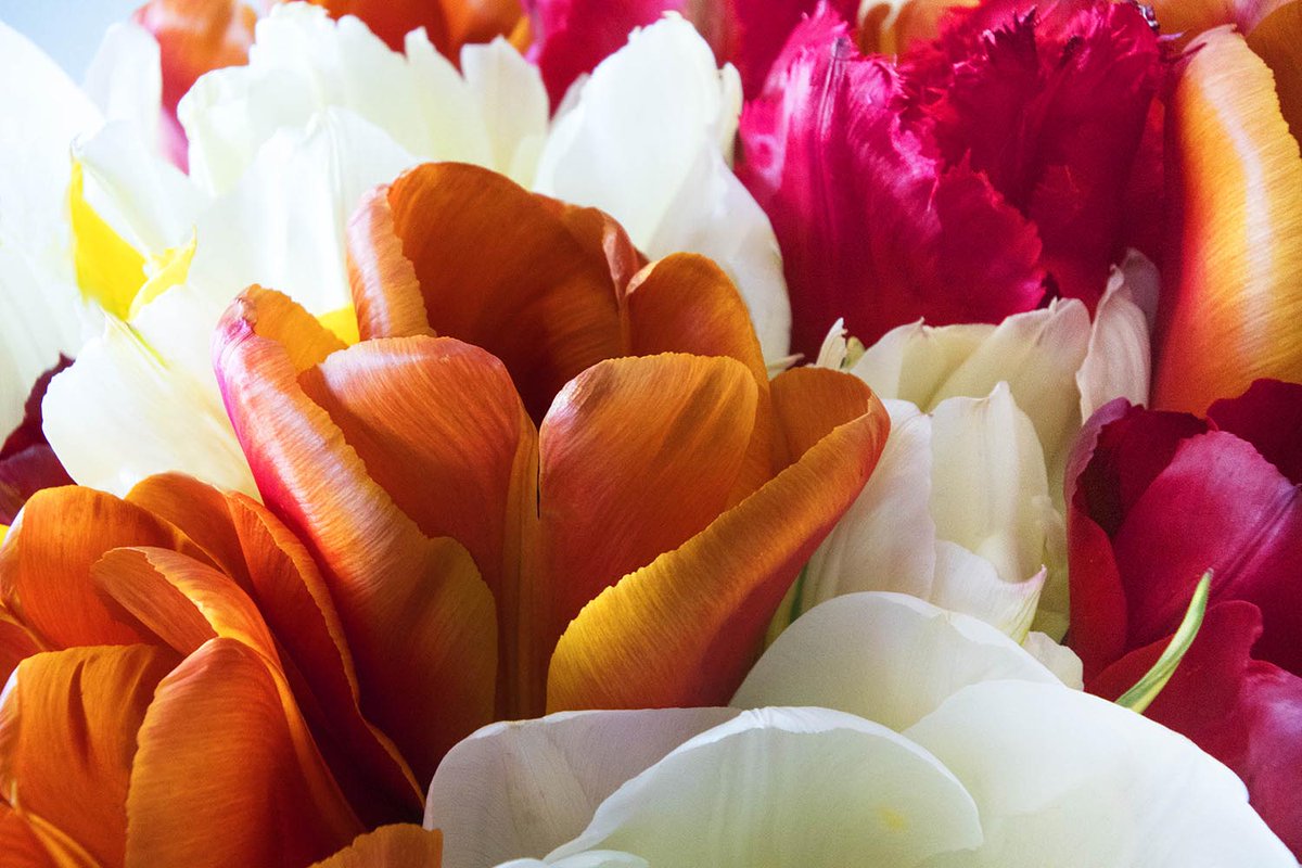 johngollop's tweet image. #TulipsinSpring , my latest upload to iStock