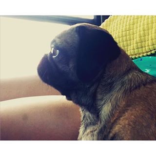 Joy_PhotoCam's tweet image. Pug on the road 🐶🐶 #pug #puglet #alethia #cutepuppy #roadtrip #littletrooper #fivedays findelight.net/puggie_detail.…