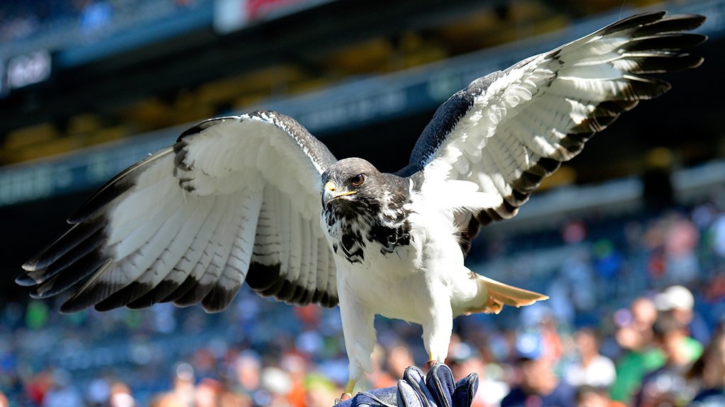 Seahawks's tweet image. #GoHawks