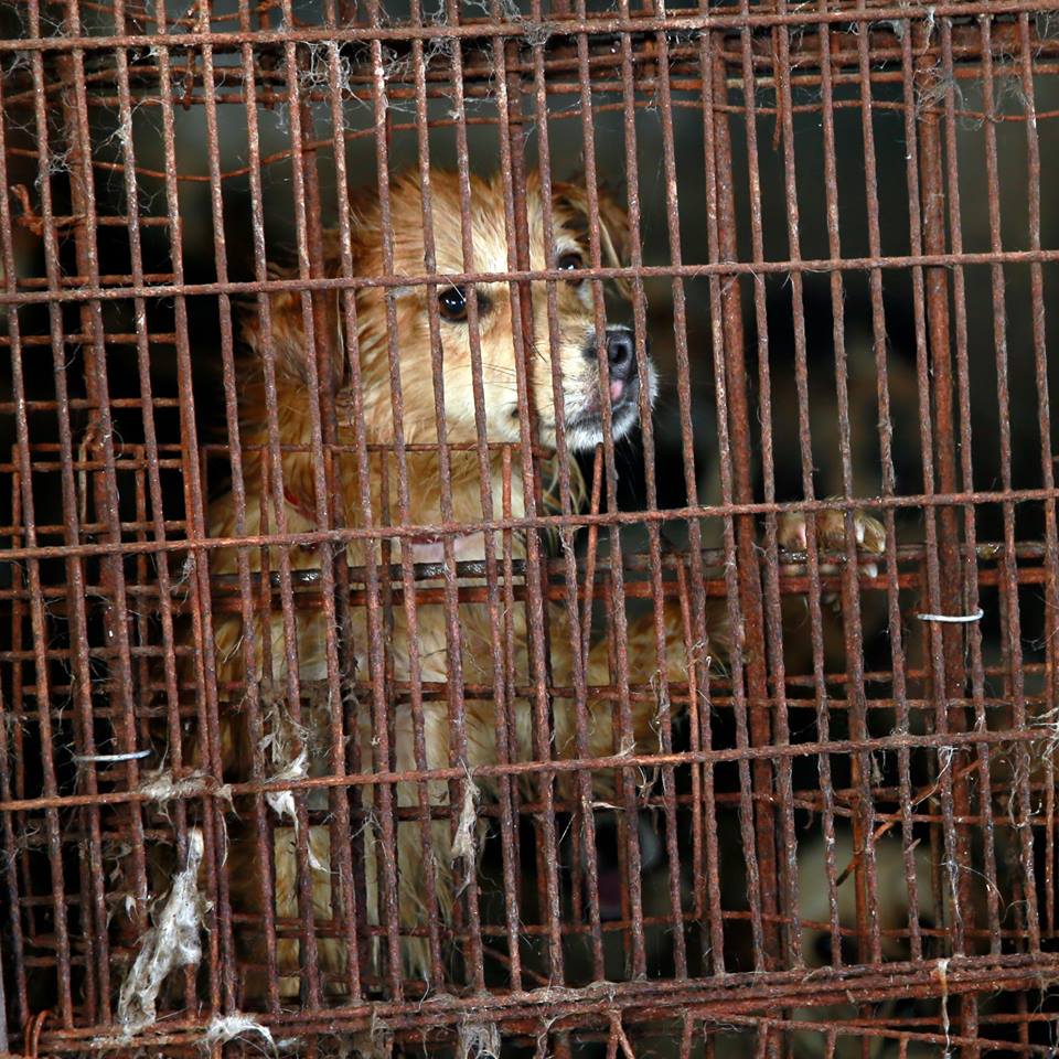 waynepacelle's tweet image. Dog butchering raising howls around the world and in Congress  #StopYulin #EndYulinFestival blog.humanesociety.org/wayne/2016/05/…