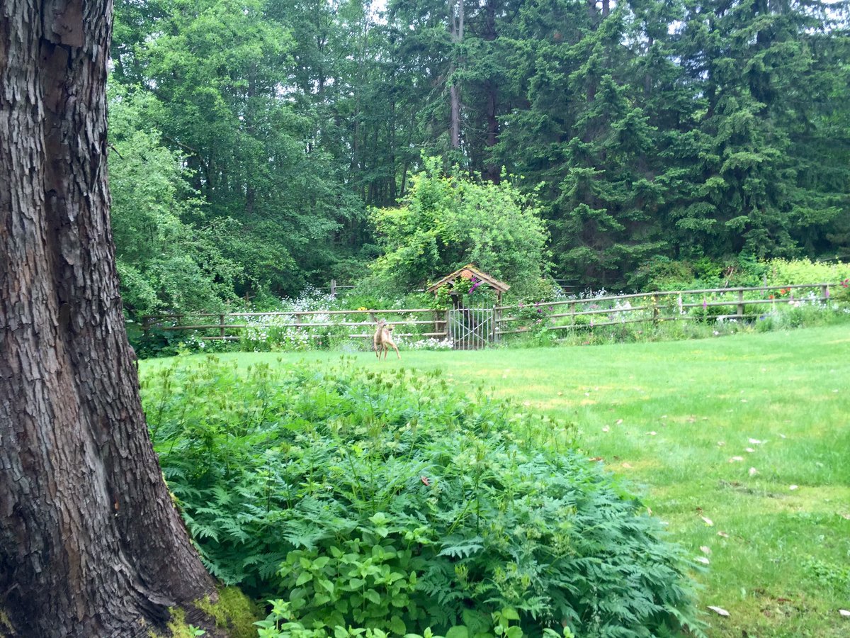 KiraJaneWrites's tweet photo. My deer friend #@writehedgebrook #Vortext π https://t.co/flRh4Y51ZS