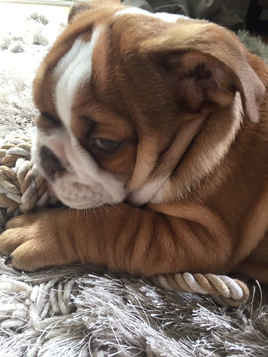 PawsLoughton's tweet photo. Every time I say "good boy George" I think of @BoyGeorge ! Give us a woof George #puppy #karmachameleon #randomfact https://t.co/M6uMvGgSlk