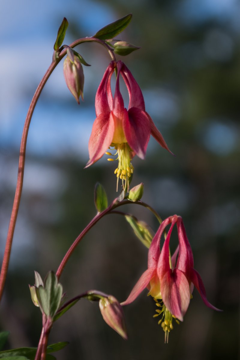 Beebewitz's tweet image. Columbines . . . Elegant sentinels of summer.
fineartamerica.com/featured/colum…