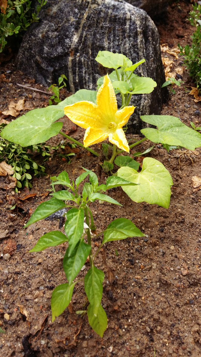 희망.  꽃.    어디에 있든  내몫을 감당하는  그런  소박한  모습  사랑합니다
